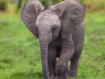 Baby Elephant