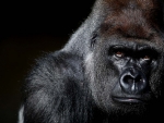 Western Lowland Gorilla