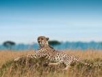 Resting Cheetah