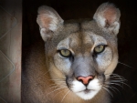 Beautiful Cougar in Zoo