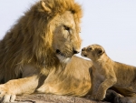 Lion Father and Son