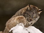 Lynx in Winter