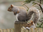 Squirrels