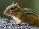 Chipmunk on Stones