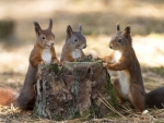 Squirrel Meeting
