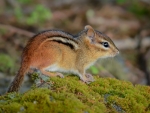 Chipmunk on Moss