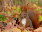Squirrel in Autumn