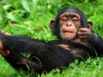 Chimpanzee