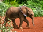 Baby Elephant