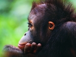 Orangutan