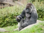 Gorilla