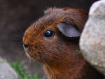 Guinea Pig