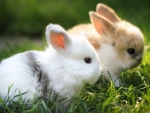 Rabbits