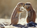 South African Chipmunks