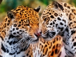 Jaguars in Love