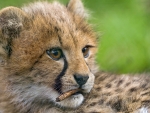 Young Cheetah