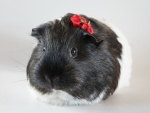 Guinea Pig