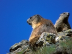 Marmot on the Rocks