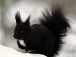 Squirrel in the Snow