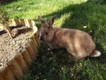 Rabbit in the Garden