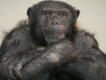 Chimpanzee