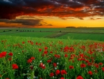 Green field with red flowers at sunset
