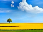 Lonely tree in yellow field