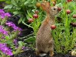 Rabbit in a Garden