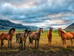 Grassland horses