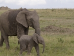 Mother and Baby Elephant