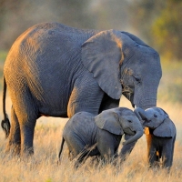 Elephant Family