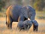 Elephant Family