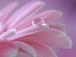 One Perfect Dew Drop