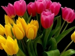 Lovely Tulips