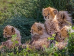 Cheetah Cubs