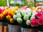 Bunches of Tulips