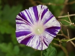 Ipomoea nil