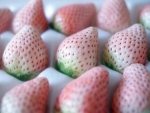 Albino Strawberries