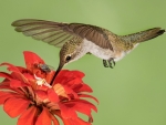Hummingbird