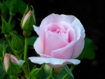 Pink Rose
