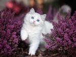 Blue Eyes Kitten