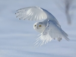 Snowy Owl Flight