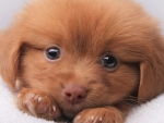 Cute Puppy
