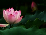 Pink Lotus