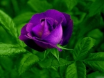 Lovely Purple Rose