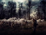 white horses