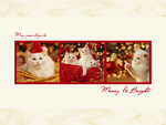Merry Kittens