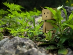 Hiding Danbo