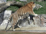 wet large tiger