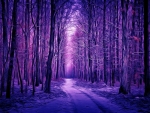 Winter Forest